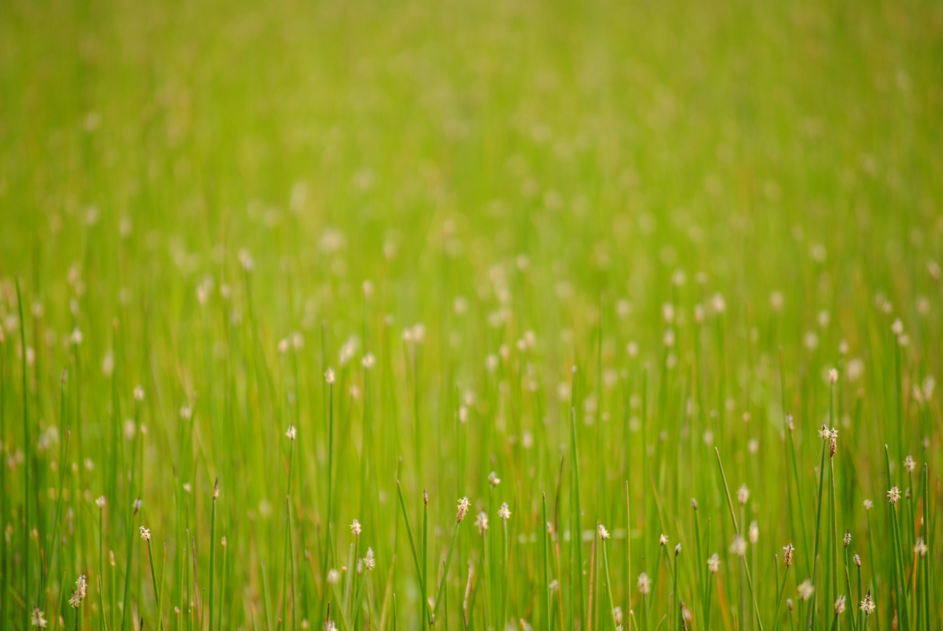 herbe-verte-et-fleurs-du-printemps